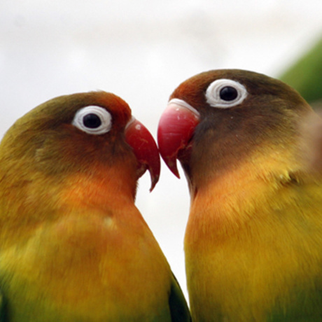 For lovebirds everywhere